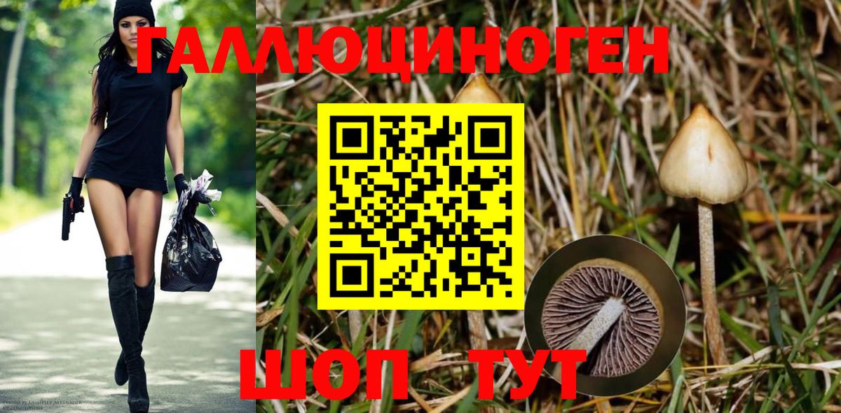 Галлюциногенные грибы Psilocybine cubensis  Вход с VPN  Псилоцибиновые грибы Cubensis  Кушва 